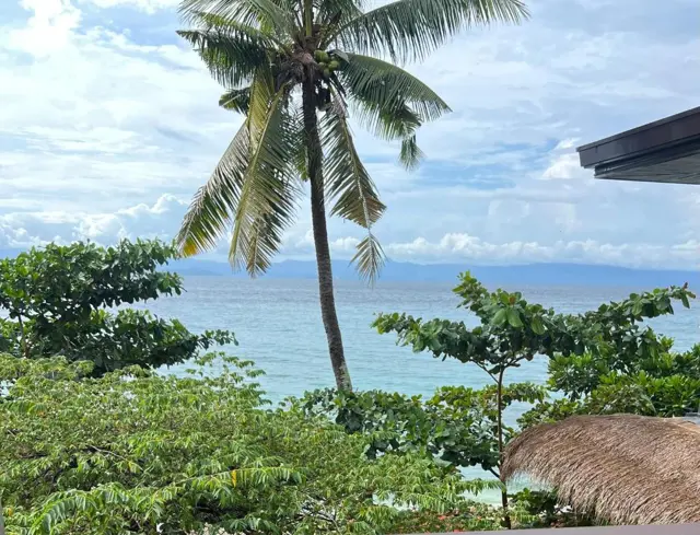 Coconut palm and treetops framing the sea from a Seajour terrace